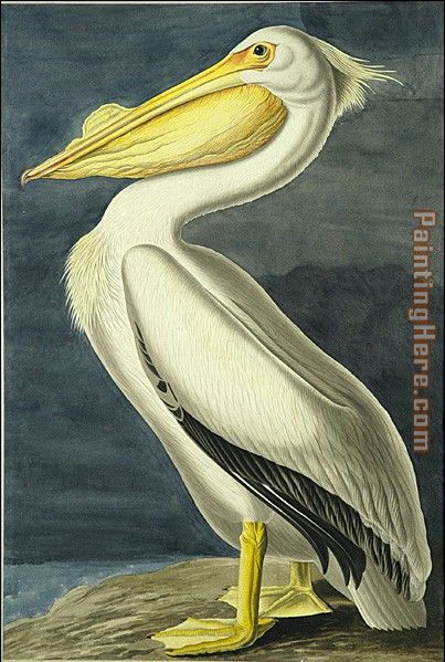 American White Pelican painting - John James Audubon American White Pelican art painting